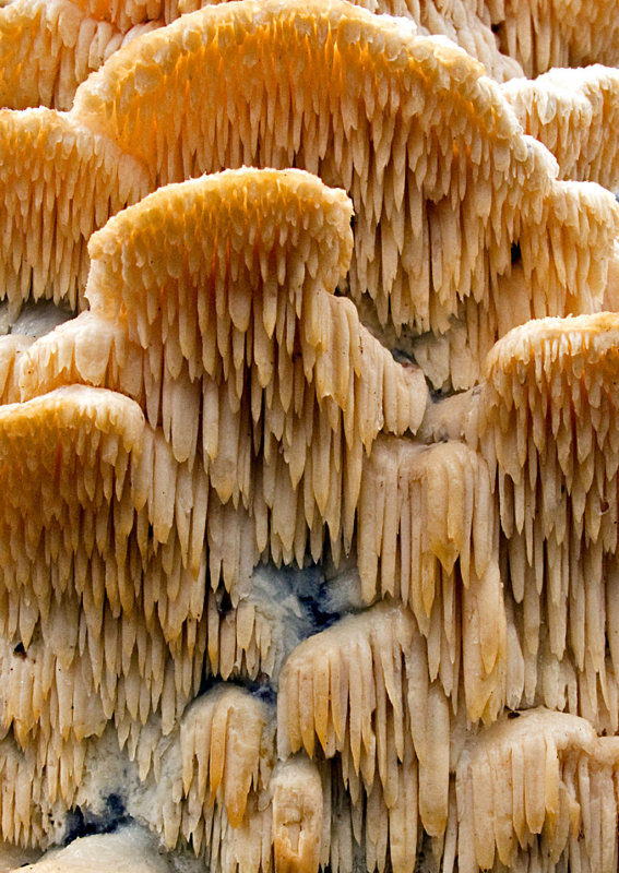 Fungi-2011-27