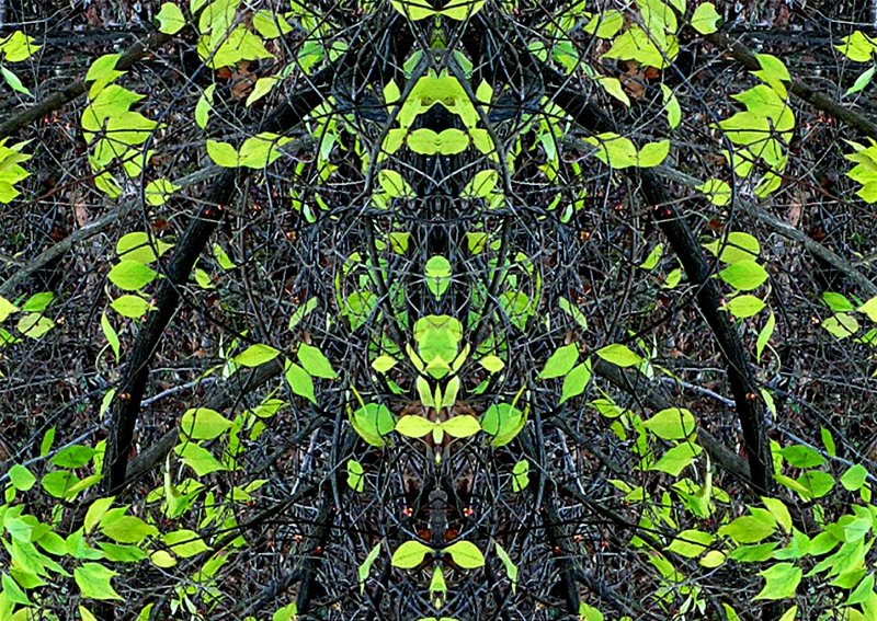 Last Leaves Konfabulation