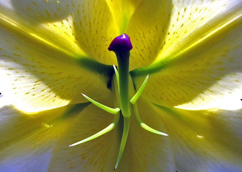 Day-Lily-Detail-Golden-Stargazer