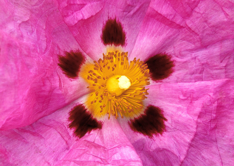 Cistus-(Rock-Rose)