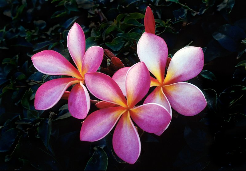 Plumeria