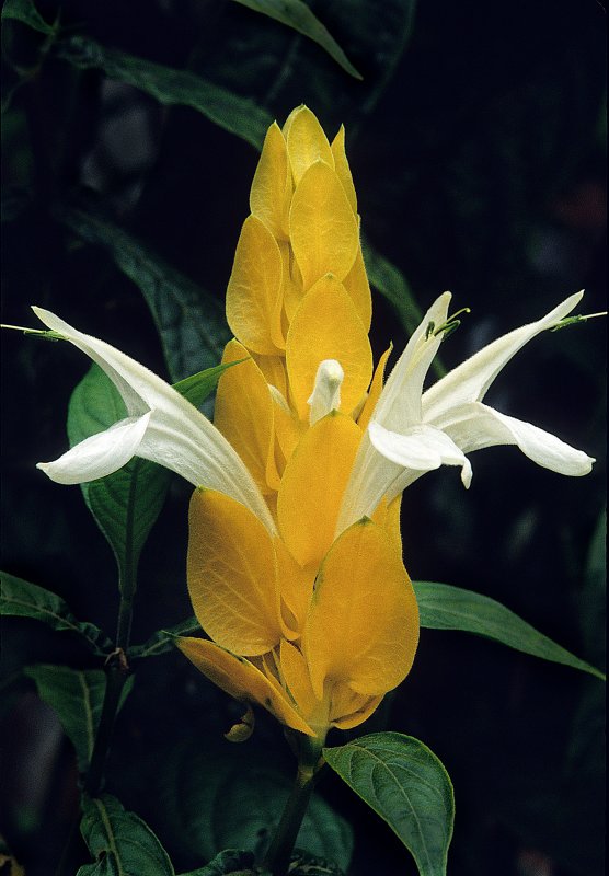 Pachystachys-lutea (Shrimp Flower)