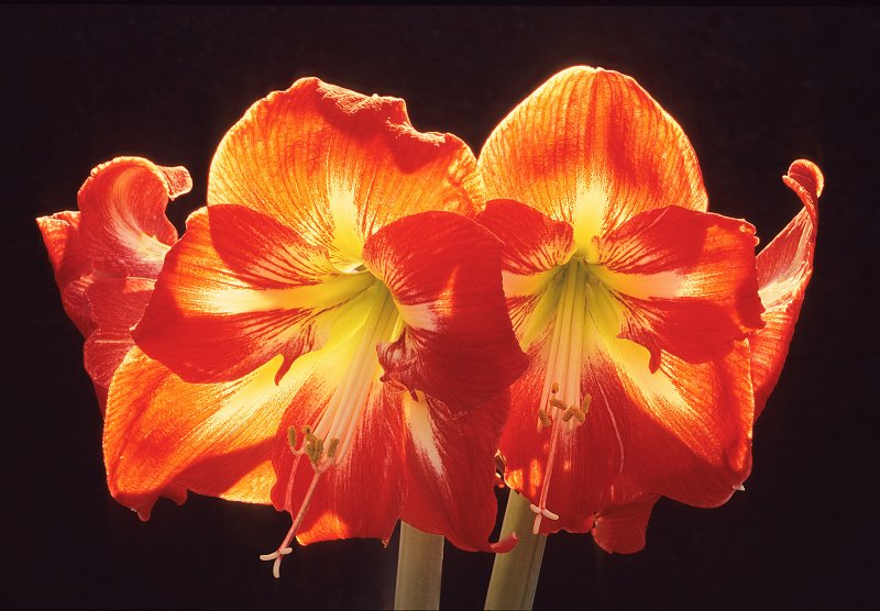 Amaryllis-2