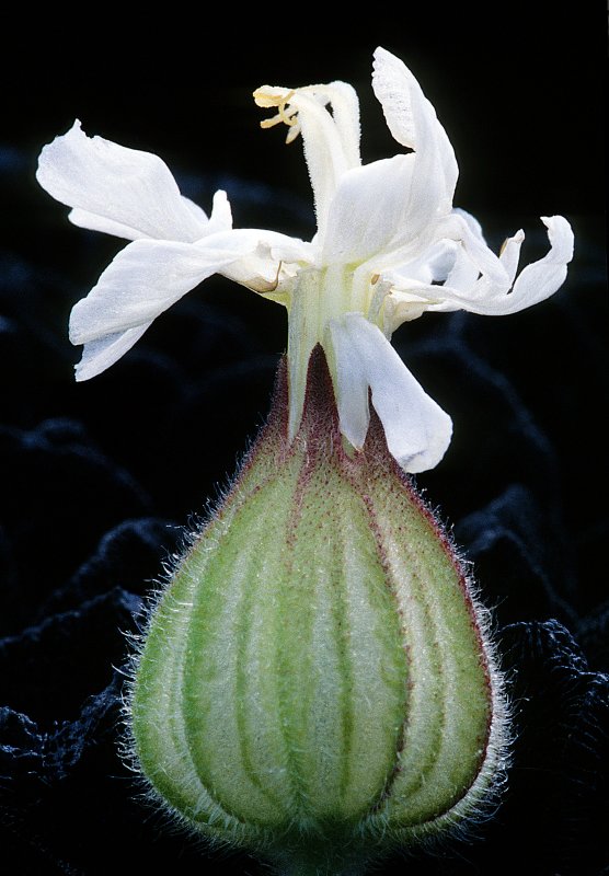 Silene-cucubalus