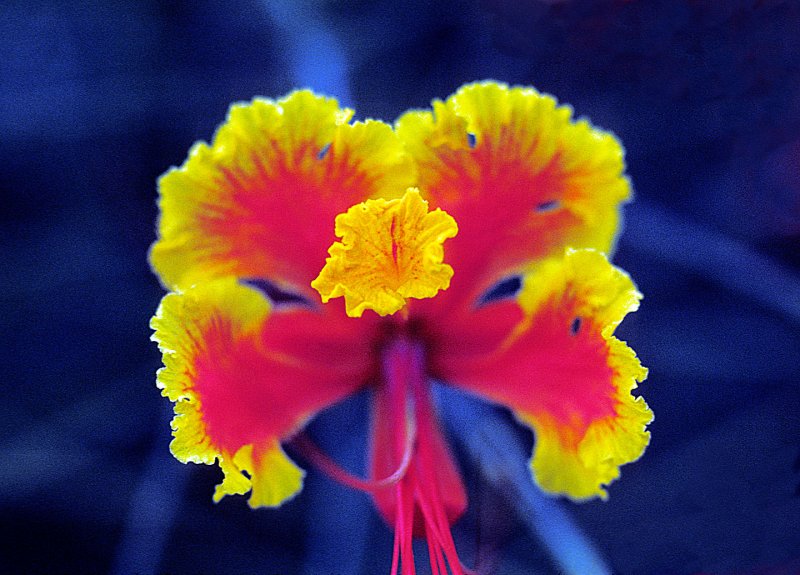 Dwarf-Poinciana