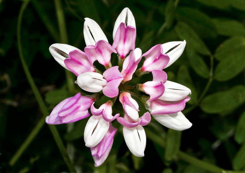 Crown-Vetch-2