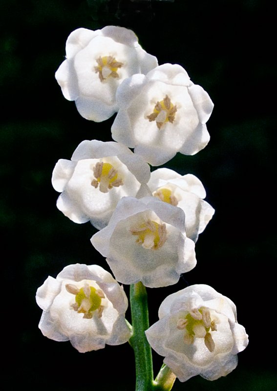 Lily-of-the-Valley---1