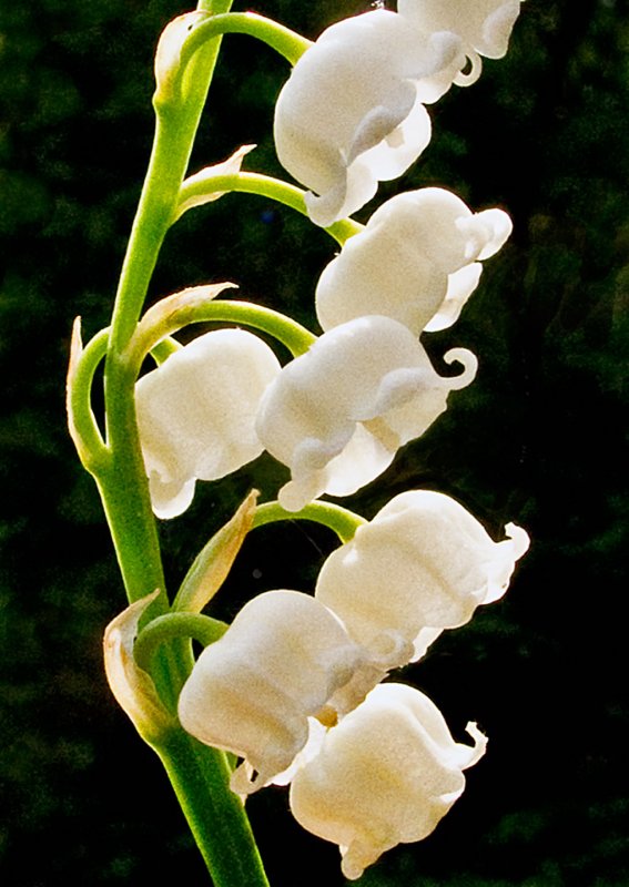 Lily-of-the-Valley---2