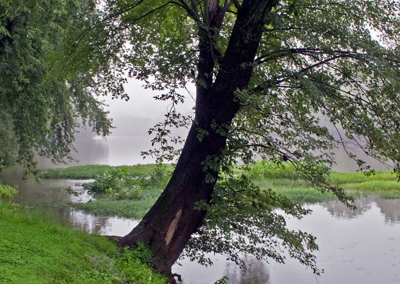 Tree-Along-Shenandoah