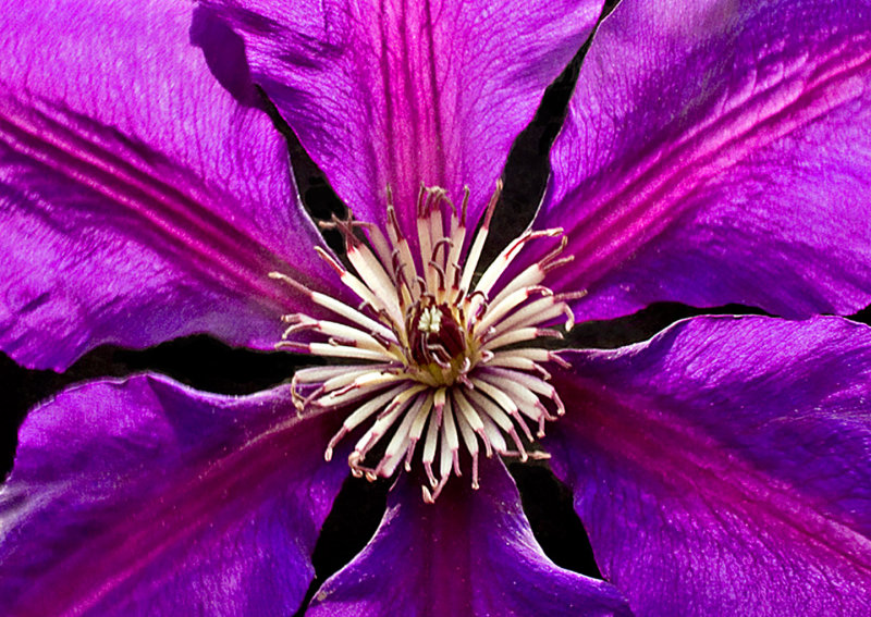 (Mary's)-Clematis