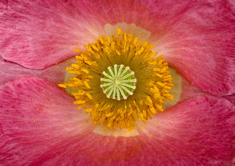 Flower-Eye