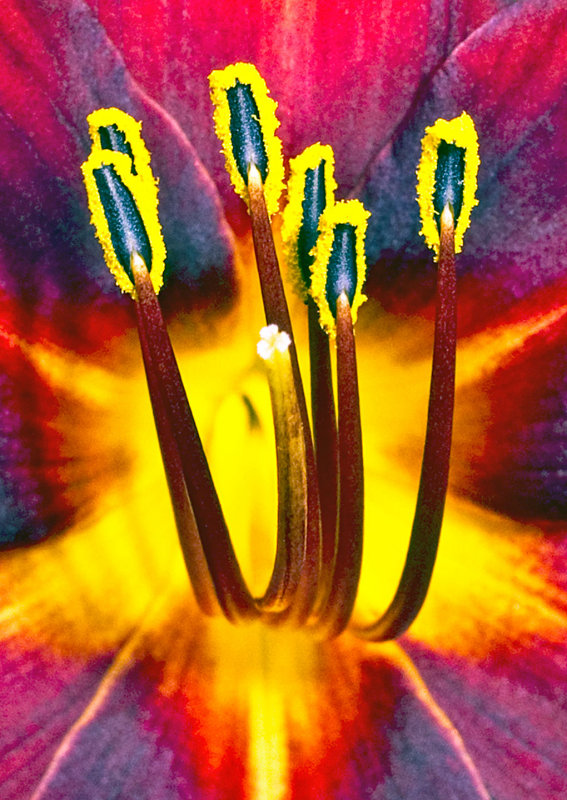 Day-Lily-Stamens