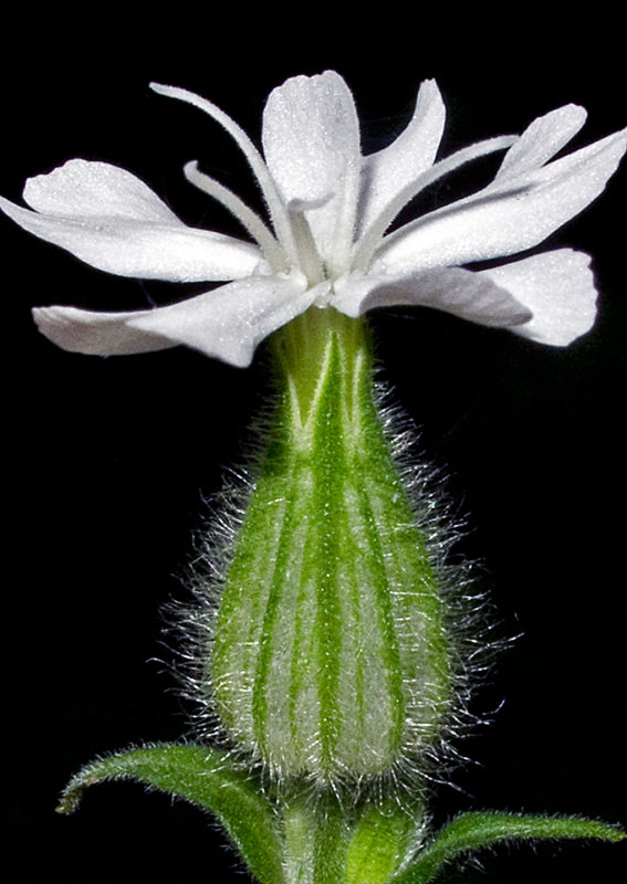 Selene-latifolia-(White-Campion)