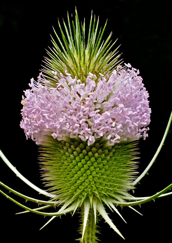 Teasel