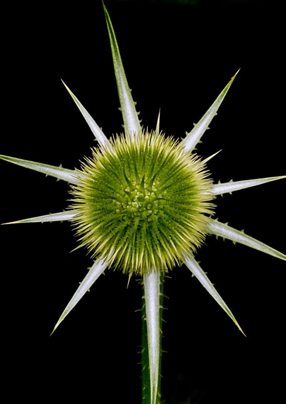 Teasel-from-Above