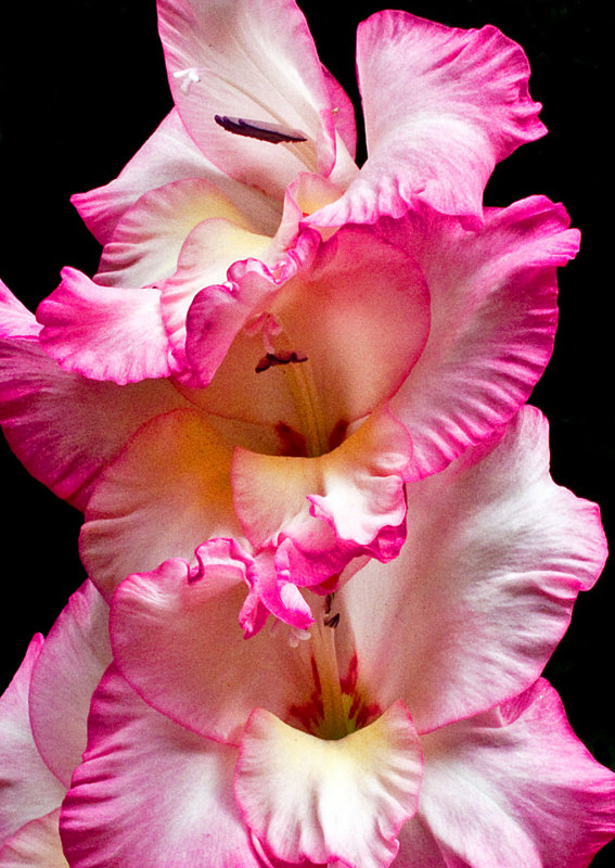 Gladiola