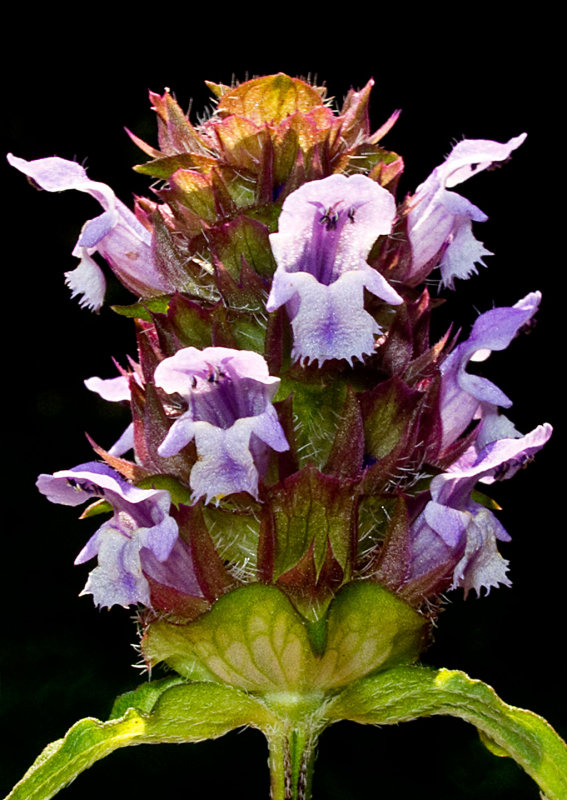 Prunella-vulgaris-2-(Heal-All)