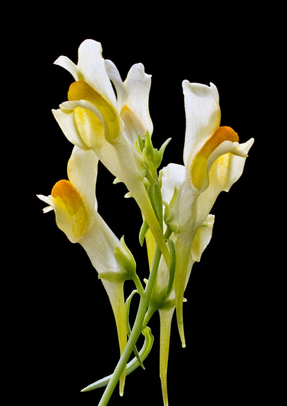 Yellow-Toadflax