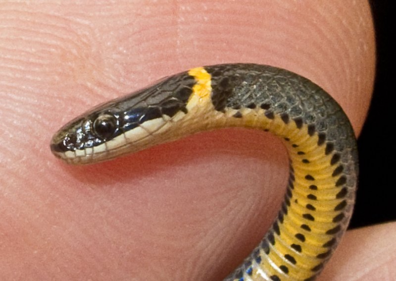 Baby Ring Neck Snake