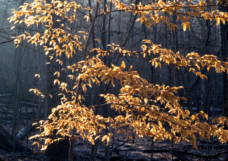 Backlit-Leaves--Winter-Mist