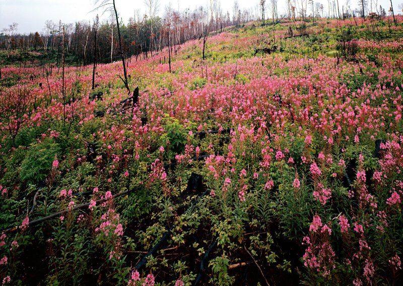 Fireweed - Quebec Canada