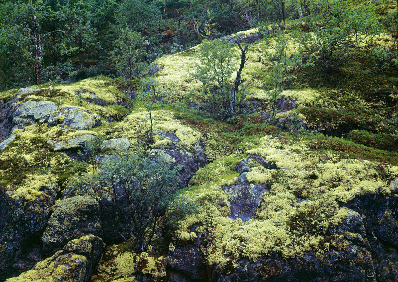 Mossy-Landscape---Norway