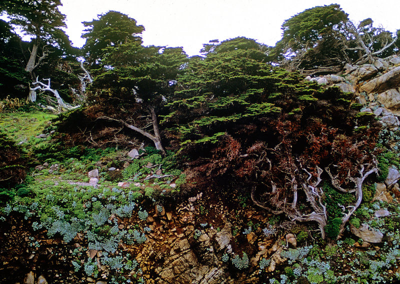 Pt.-Lobos-Landscape