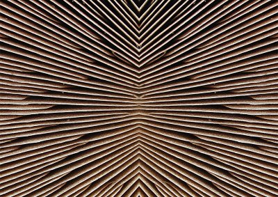 Fungi-Gills-Konfabulation