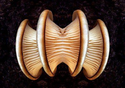 Pleurotus-ostreatus-Konfabulation