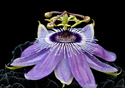 PASSIFLORA PORTRAITURE by WARREN KRUPSAW