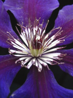 Clematis 2012 TWO