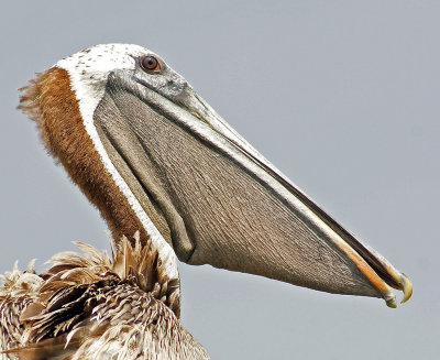 Pelican