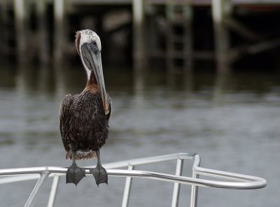 Pelican