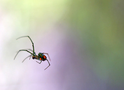 Orchard Spider