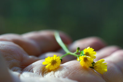 Tiny wild flowers