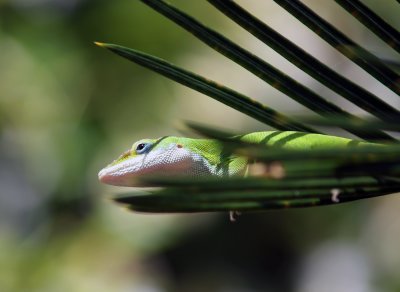 Anole on the lookout