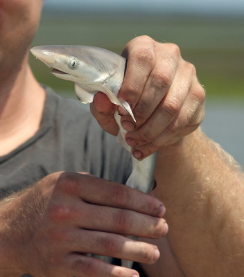 Shark close-up