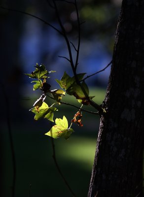 DSC00150.JPG