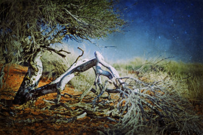 Shepherds Tree, Kalahari, Namibia