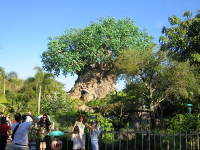 The Tree of Life, Animal Kingdom