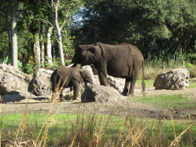 African elephants, AK safari ride