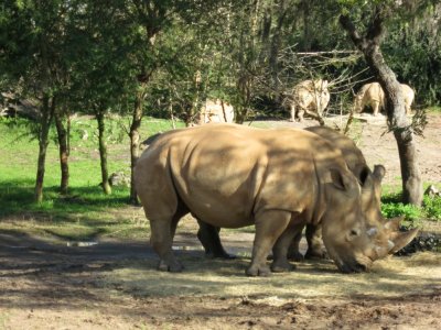 Rhinos, AK safari ride