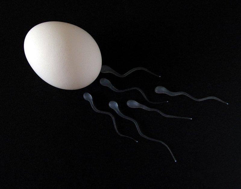 Conception.jpg