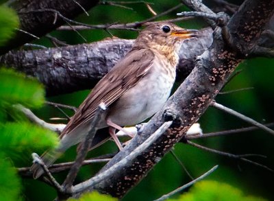 Swainson's Thrush, Port Orford, OR