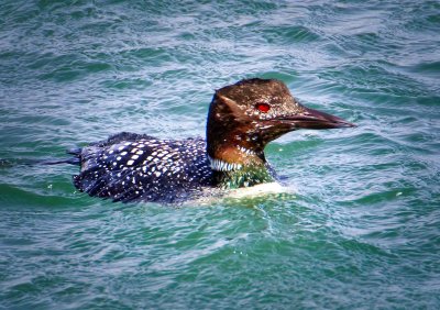 Common Loon, Bodega Bay, CA