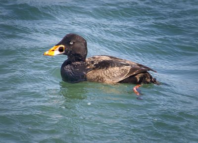 Surf Scoter (First Winter), Bodega Bay, CA