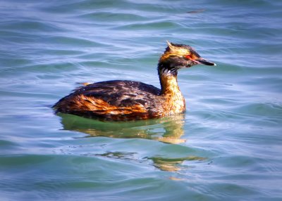 Horned Grebe, Bodega Bay, CA