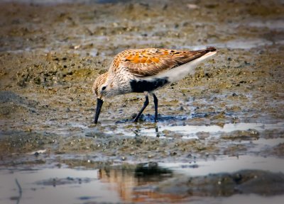 Dunlin, Bodega Bay, CA