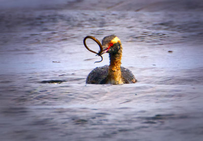 Horned Grebe, Bodega Bay, CA