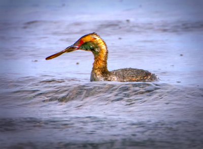 Horned Grebe, Bodega Bay, CA